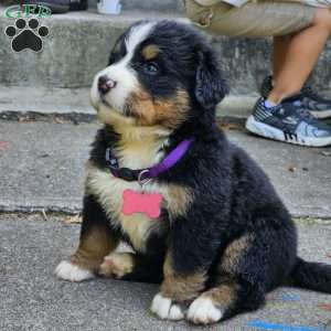 Mocha, Bernese Mountain Dog Puppy